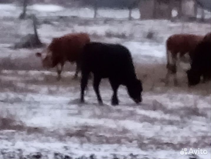 Телка 1.5 года