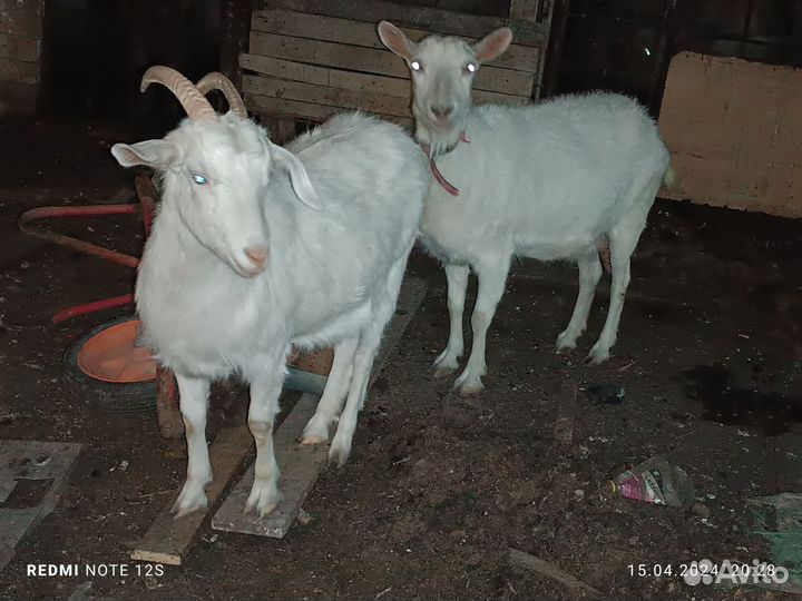 Коза заненская
