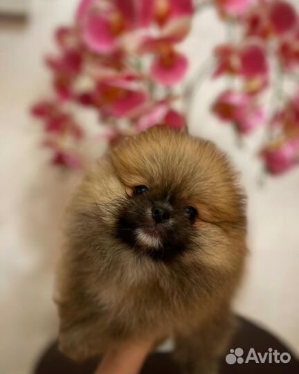 Шпиц мини мальчик померанец
