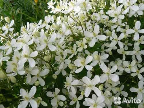 Клематисы Много многолетних цветов