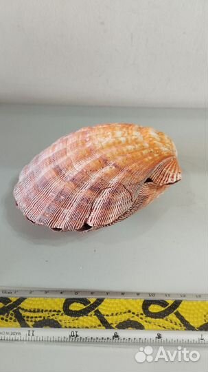 Морская Раковина гребень 