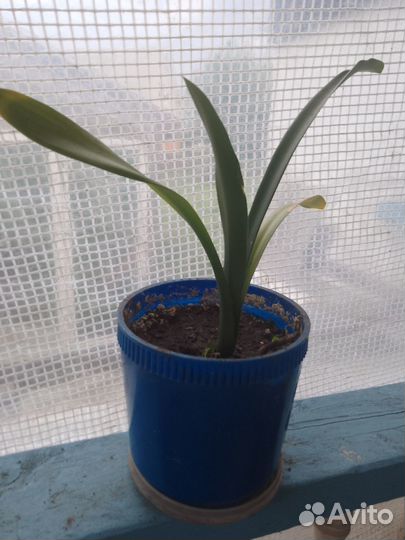 Кливия (Комнатные цветы)