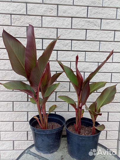 Канна оранжевая Вайоминг