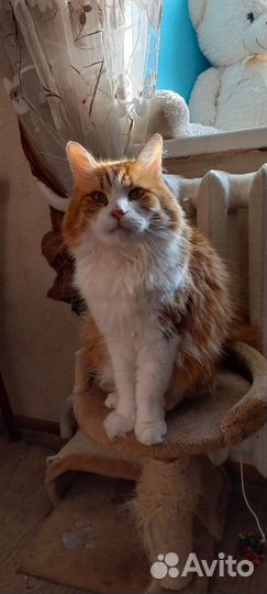 Кот Ярик в добрый дом