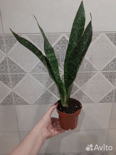 Сансевиерия аубрутиана драгон