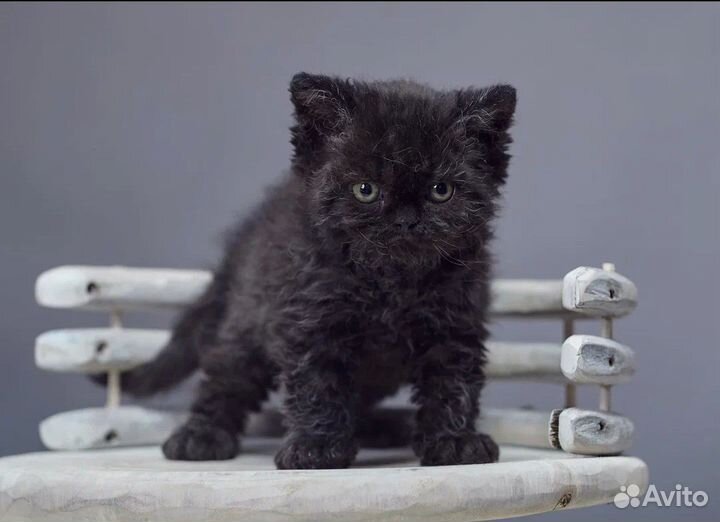 Кудрявые малыши