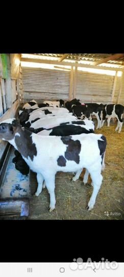 Бычки и телочки на откорм