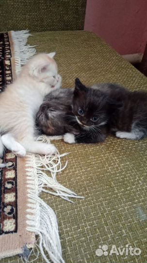 Отдам котят в добрые руки
