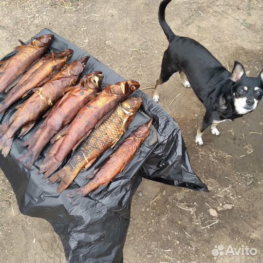 Отдам собачку в добрые руки