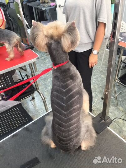 Грумер Стрижка собак и кошек