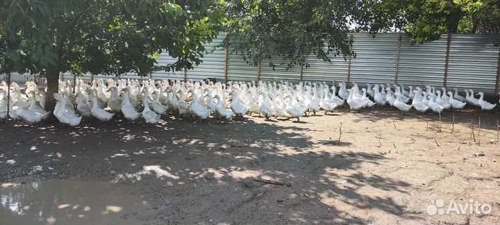 Утка Стар-53