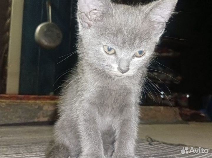 Кошечка в добрые руки