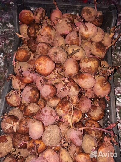 Семенной картофель