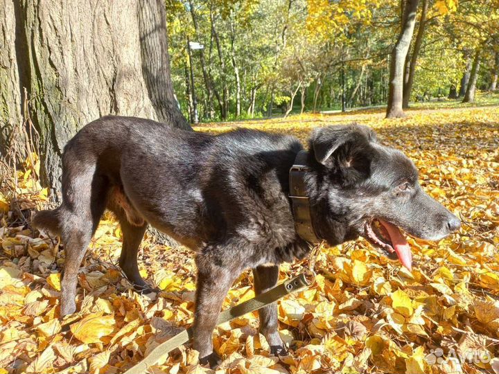 Вот такое чудо ищет дом. Взрослый но воспитан)