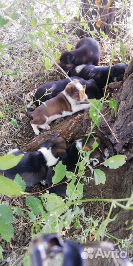 Собаки щенки бесплатно в добрые руки
