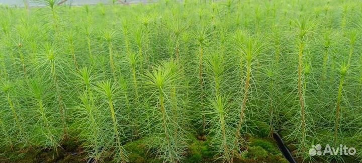 Сеянцы сосны зкс в розницу