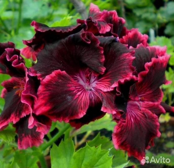 Королевские пеларгонии