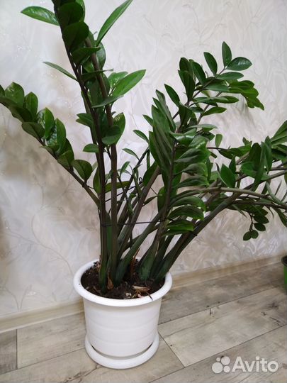 Замиокулькас