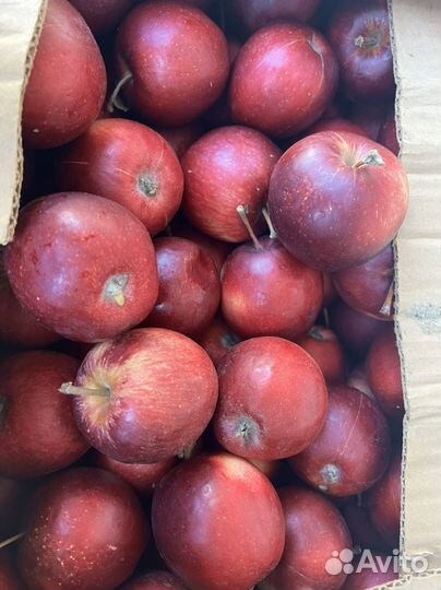 Яблоко оптом
