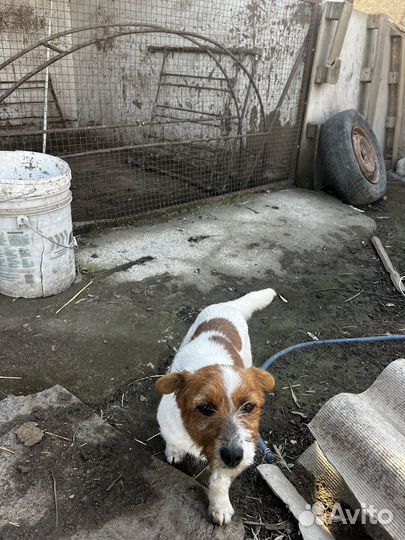 Джек Рассел терьер