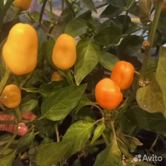 Перец острый комнатный