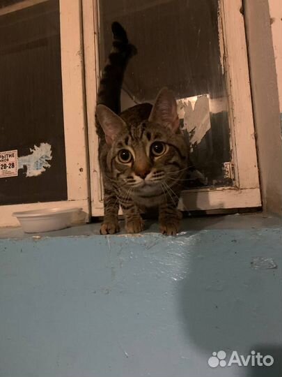 Нашёлся кот