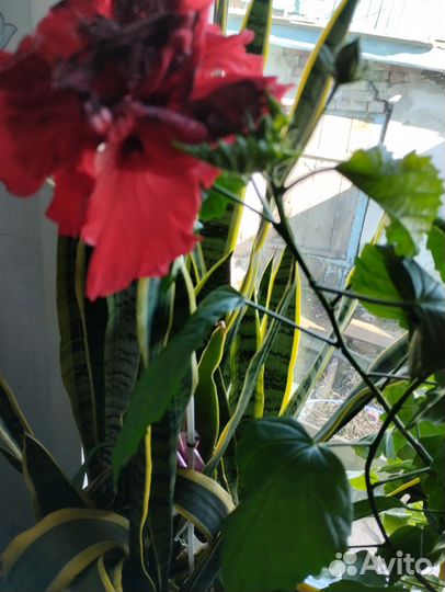 Сортовые гибискусы