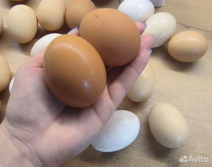 Инкубаторские яйца