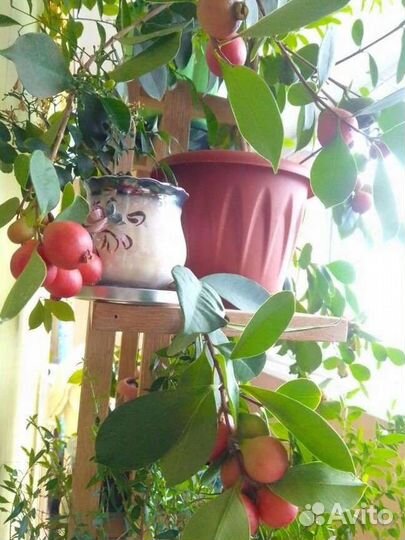 Гуава. Псидиум