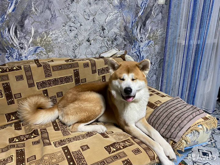 Акита ину вязка