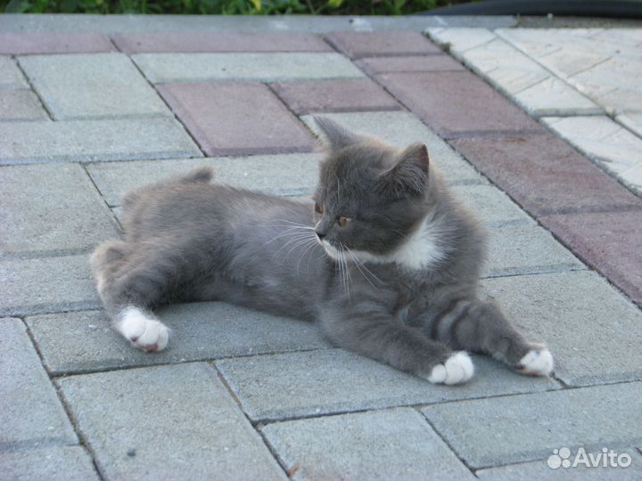 Милая кошечка