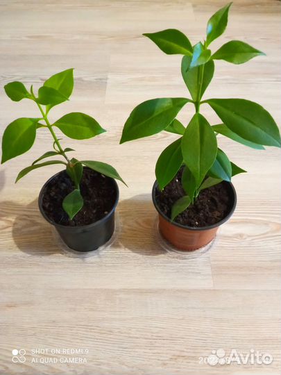 Эсхинантус жар птица