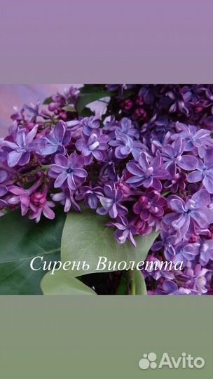 Саженцы сирени