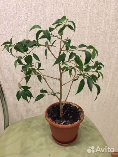 Фикусы бенджамина, наташа