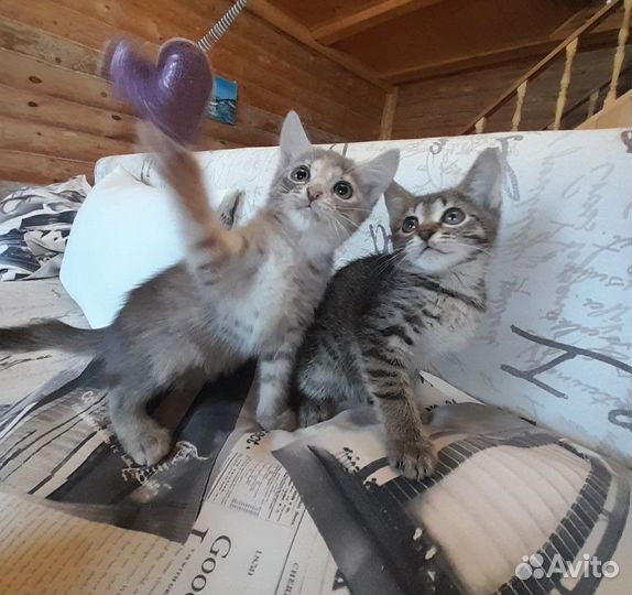 Три котёнка 2,5 мес