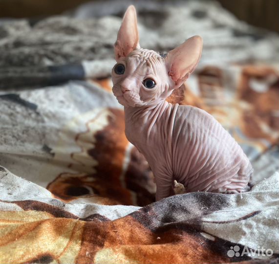 Донской сфинкс котенок