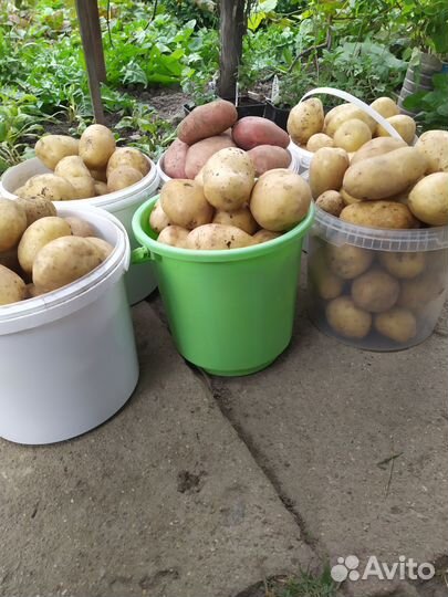 Продам картофель с доставкой