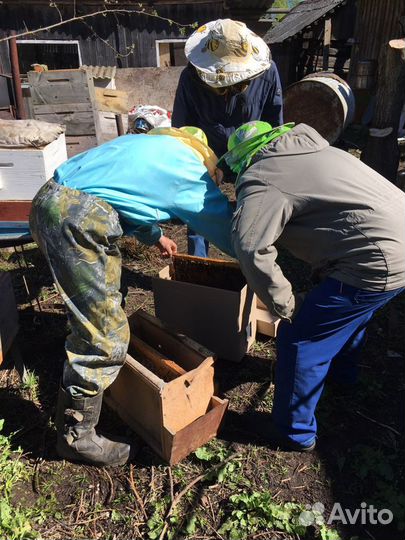 Пчелопакеты