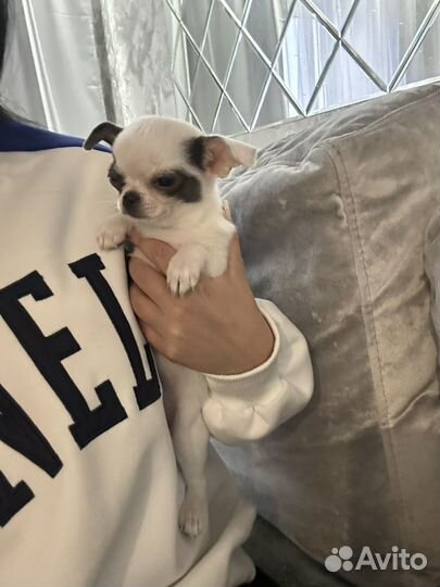 Чихуахуа мини