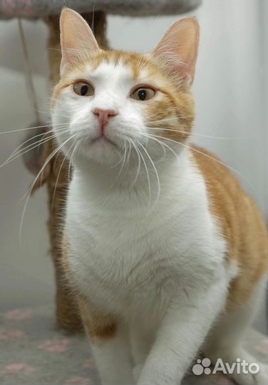 Котик Лео
