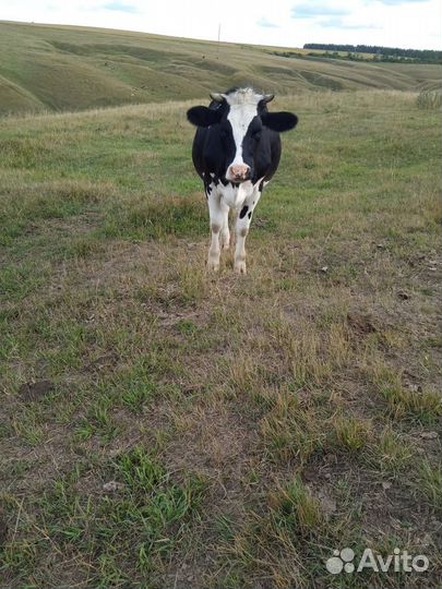 Продаю нетель