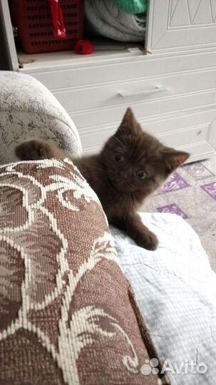 Шотланская Кошка