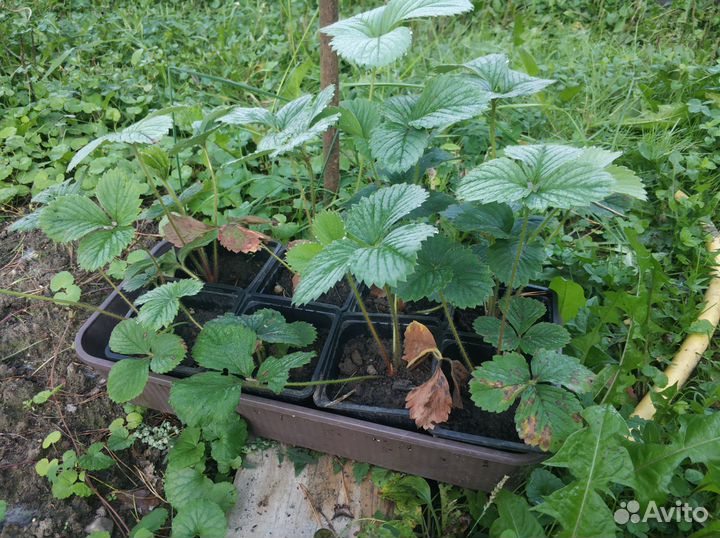 Клубника саженцы