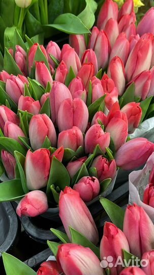 Тюльпаны к 8 марта оптом от 100 штук
