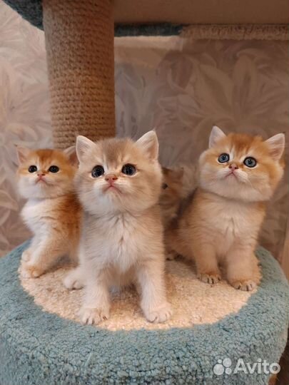 Британские золотые котята