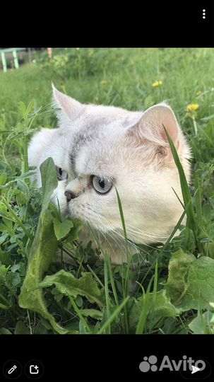 Шикарный кот (вязка)