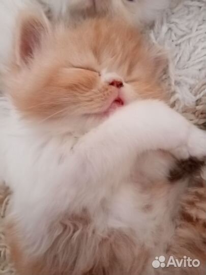 Котята персы