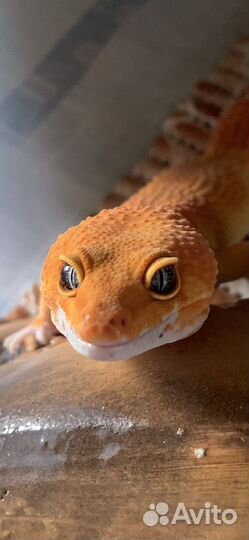 Эублефары морфы blood