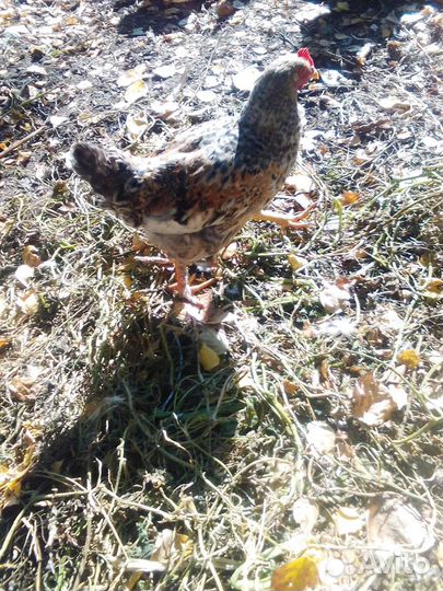 Куры несушки