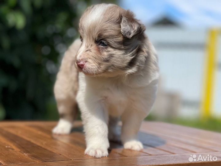 Бордер колли. Девочка для Вас)